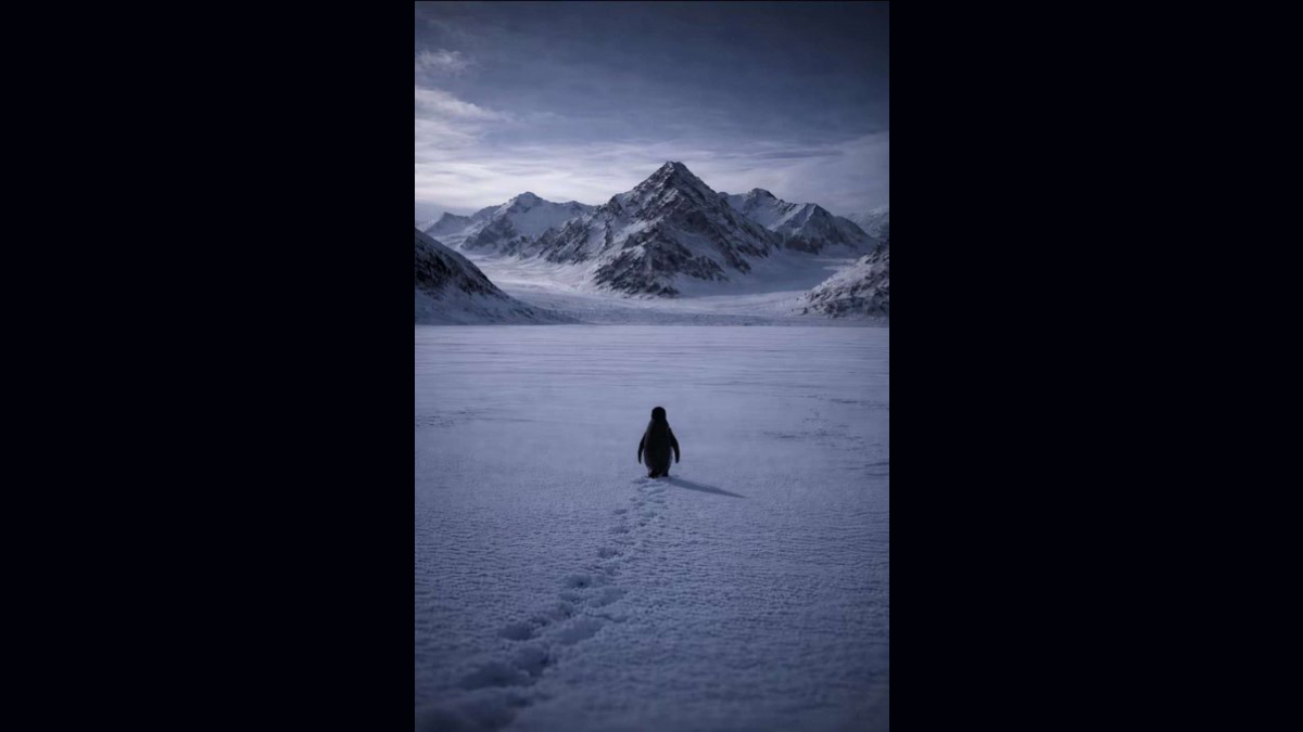 Penguin Viral Video: वायरल 'पेंगुइन वीडियो' का क्या है सच! क्यों चल पड़ा अकेला पेंगुइन, वैज्ञानिकों का जवाब