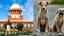 आवारा कुत्तों का क्‍या होगा? सुप्रीम कोर्ट आज सुनाएगा फैसला, डॉग फीडर्स की जिम्‍मेदारी हो सकती है तय