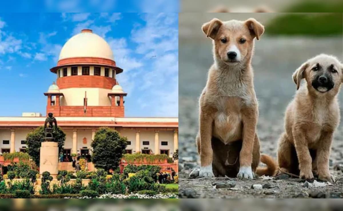 During Stray Dogs Hearing, Supreme Court's 'Cats And Rats' Quip