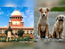 During Stray Dogs Hearing, Supreme Court's 'Cats And Rats' Quip