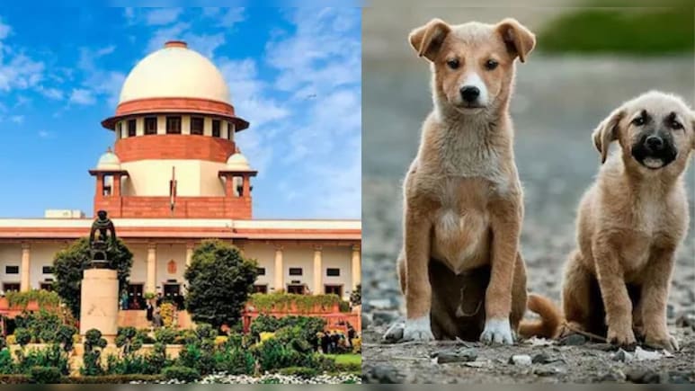 During Stray Dogs Hearing, Supreme Court's 'Cats And Rats' Quip