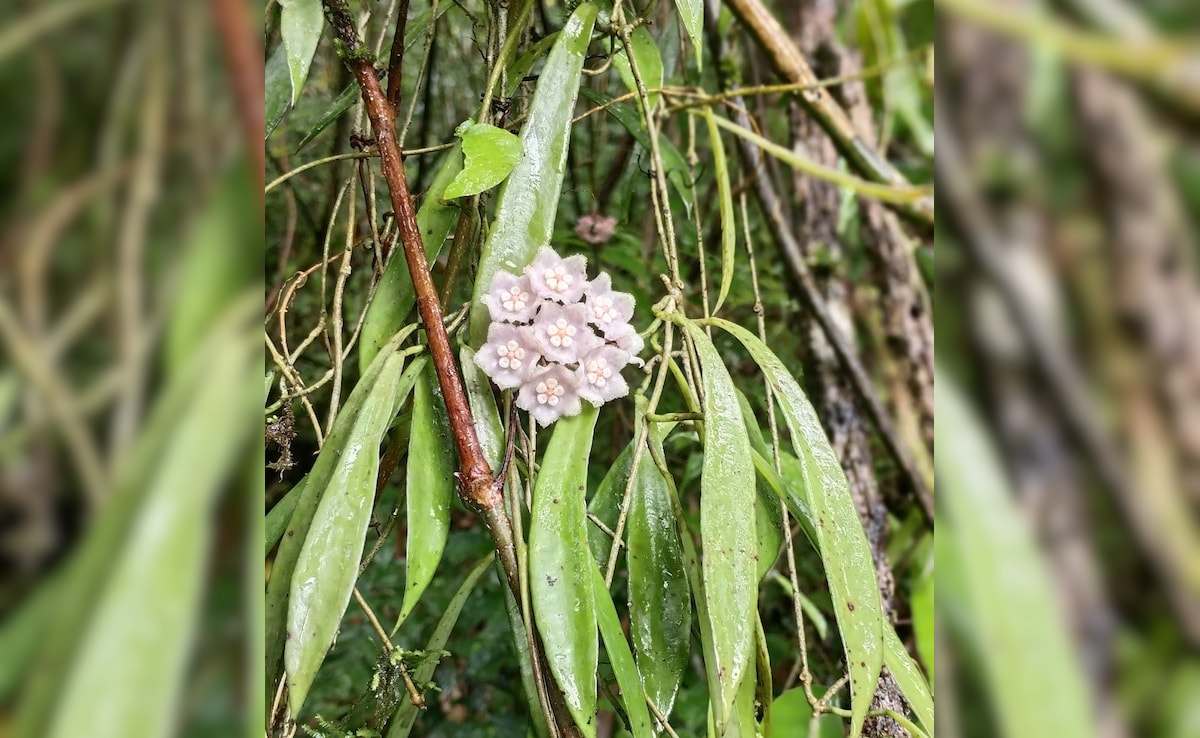 Rare New Flowering Plant Discovered In Nagaland's Community Protected Forest