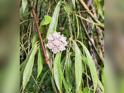 Rare New Flowering Plant Discovered In Nagaland's Community Protected Forest