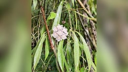Rare New Flowering Plant Discovered In Nagaland's Community Protected Forest