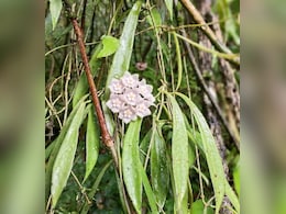 Rare New Flowering Plant Discovered In Nagaland's Community Protected Forest