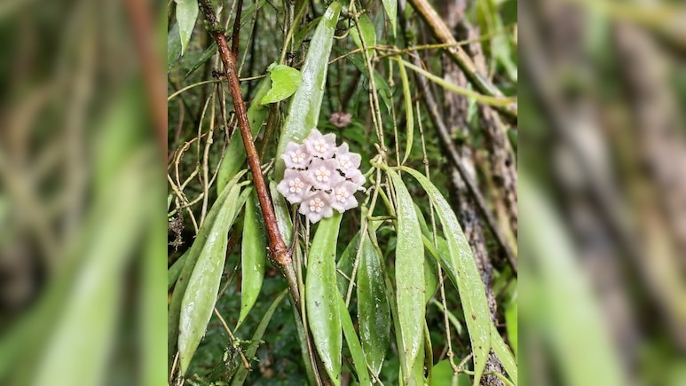 Rare New Flowering Plant Discovered In Nagaland's Community Protected Forest