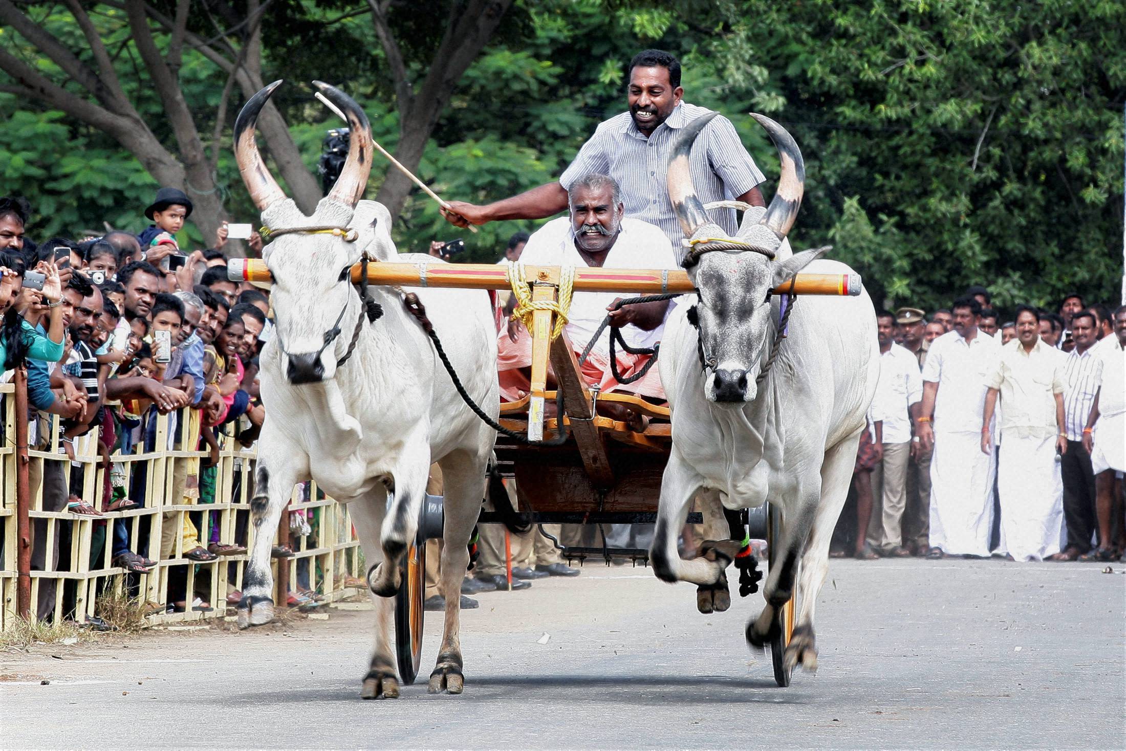 Jallikattu: 2 Gored To Death By Bull, One Dies During Protest In Tamil Nadu
