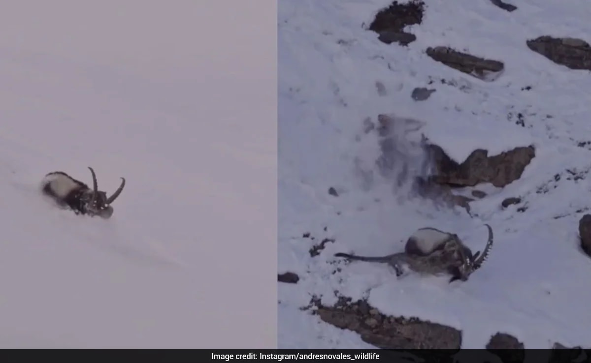 Snow Leopard's Dramatic Hunt Captured on Video