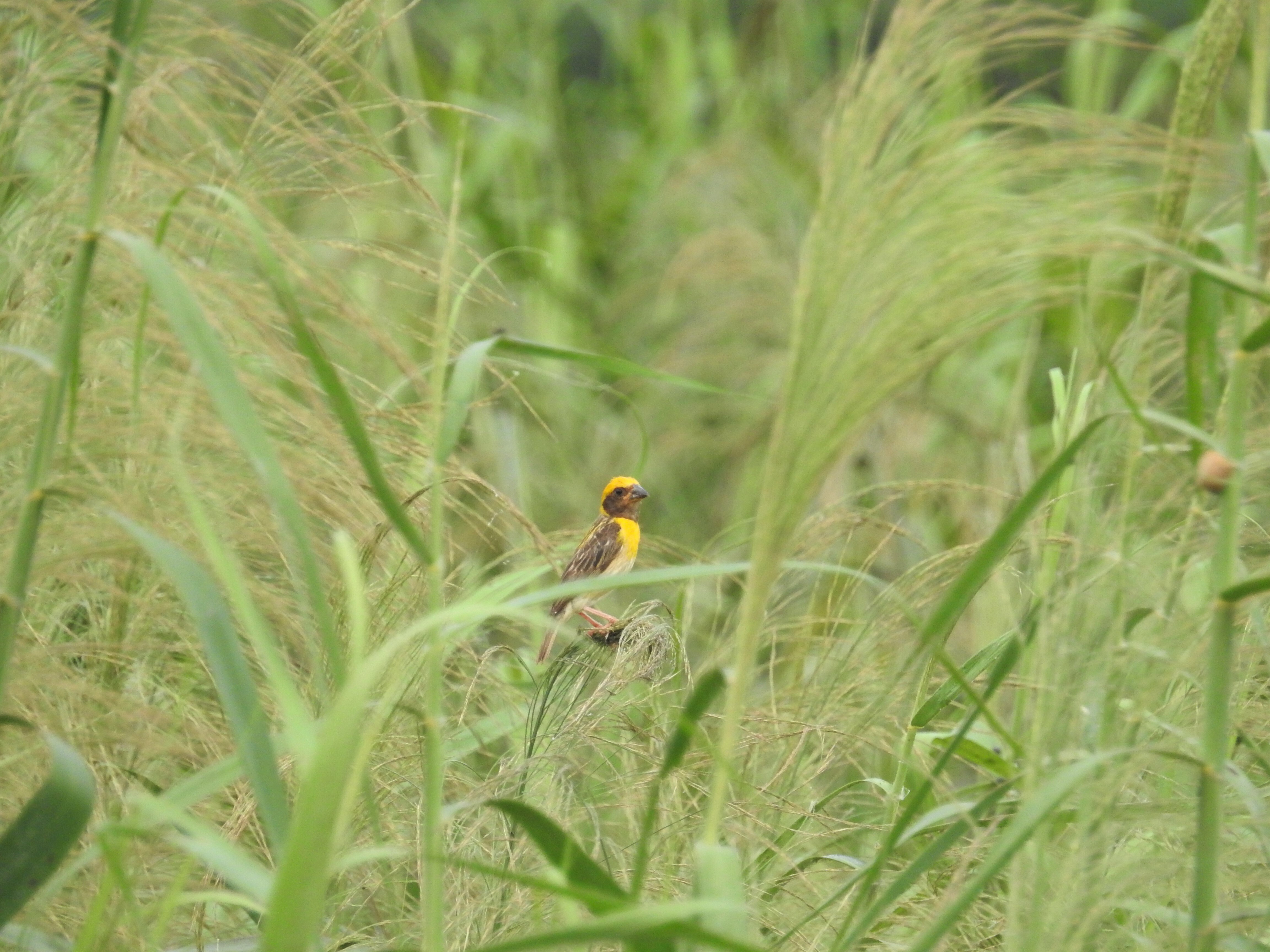 A Love Story In Grass&nbsp; &nbsp;