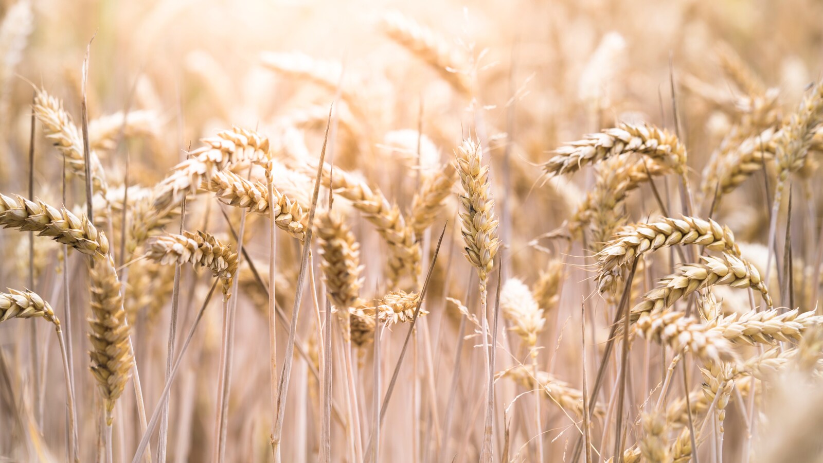 India's Wheat Output May Touch New Record Of 114 Million Tonnes In 2023-24