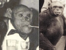 लैब में पैदा हुआ, इंसान जैसा था ऑलिवर, एक चिम्पैंजी का राज अमेरिका ने क्यों छिपा दिया?
