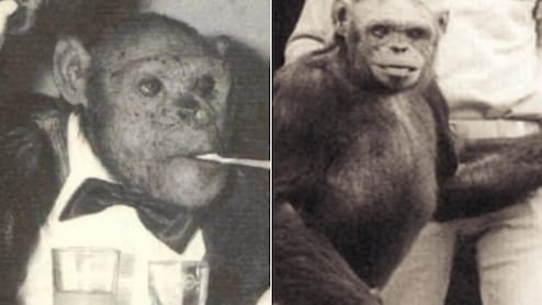 लैब में पैदा हुआ, इंसान जैसा था ऑलिवर, एक चिम्पैंजी का राज अमेरिका ने क्यों छिपा दिया?