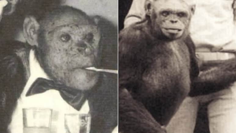 लैब में पैदा हुआ, इंसान जैसा था ऑलिवर, एक चिम्पैंजी का राज अमेरिका ने क्यों छिपा दिया?