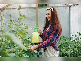 लस्&zwj;सी से एंटीफंगल पौधों के ल&zwj;िए कैसे तैयार करें, यह घर का बना स्&zwj;प्रे फसल पर नहीं लगने देगा कीड़ा