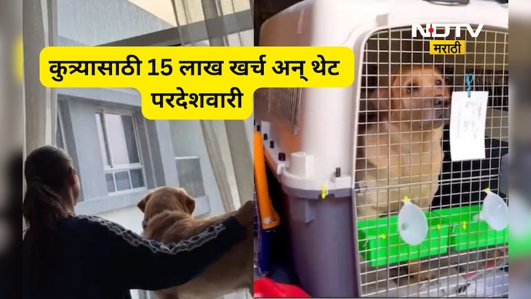 Dog lovers: कुत्र्यासाठी काही पण! आधी दुबईला नेलं मग ऑस्ट्रेलियाला आणलं, 15 लाख खर्च करून त्यांनी...