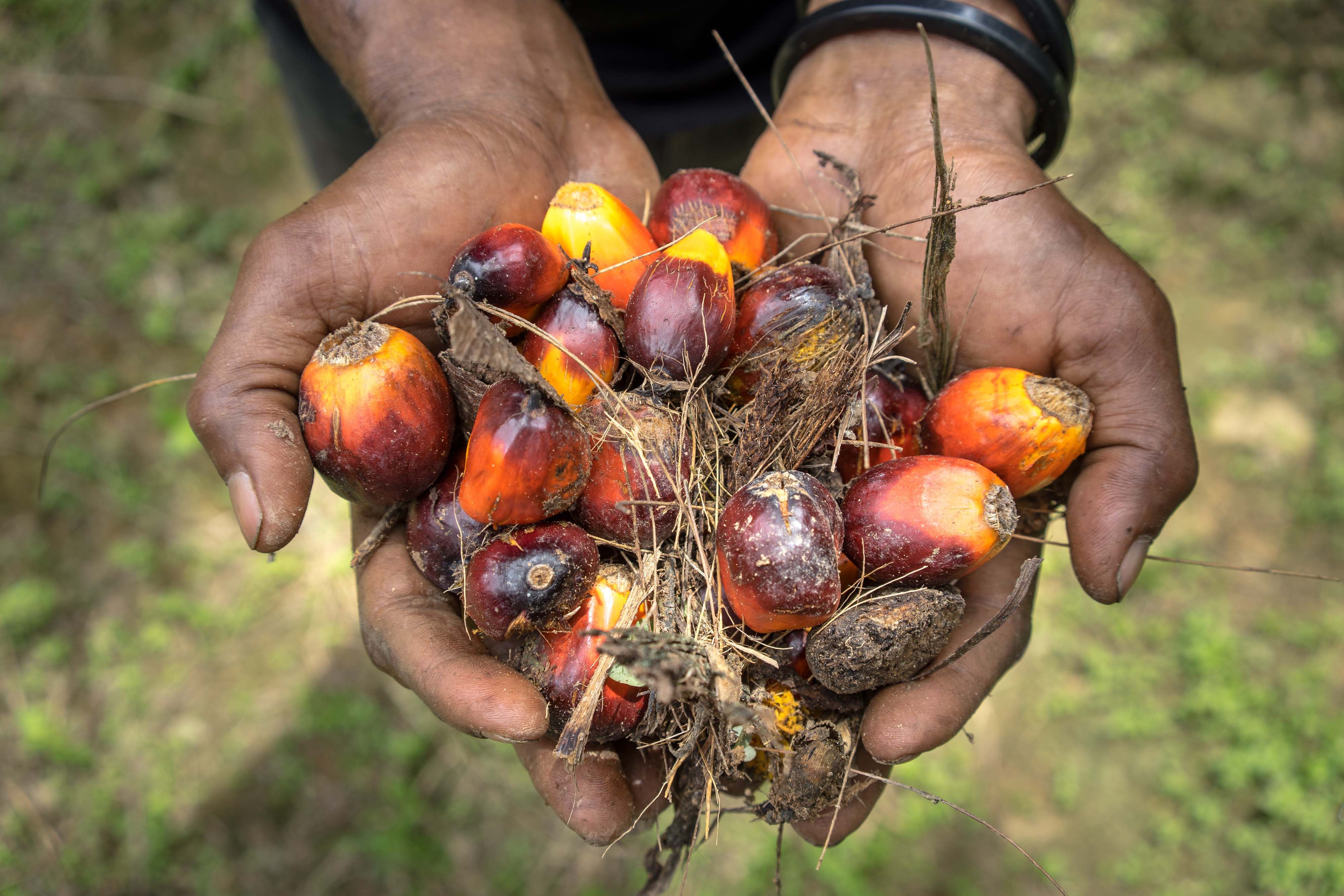 ICICI Securities: Godrej Agrovet - A Beneficiary Of 60% Increase In Palm Oil Prices&nbsp;