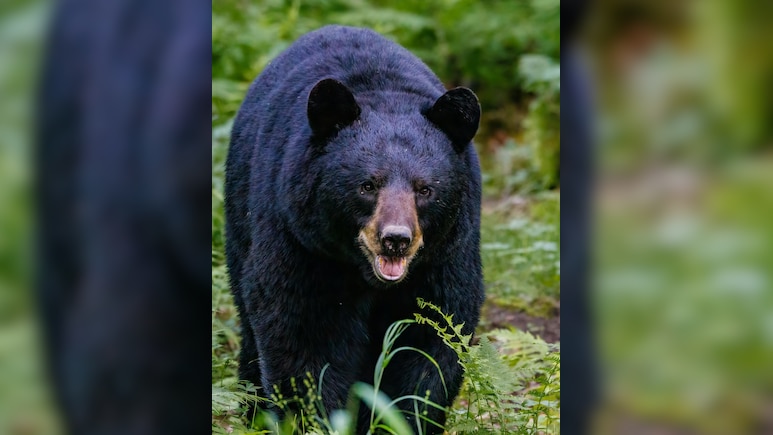 Angry Over Cub's Death, Wild Bear Kills Man, Sister In Chhattisgarh