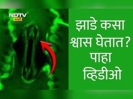 Viral Video: झाडेझुडपे कसा श्वास घेतात? कॅमेऱ्यात पहिल्यांदाच कैद झाले अद्भुत दृश्य