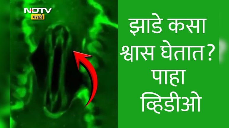 Viral Video: झाडेझुडपे कसा श्वास घेतात? कॅमेऱ्यात पहिल्यांदाच कैद झाले अद्भुत दृश्य