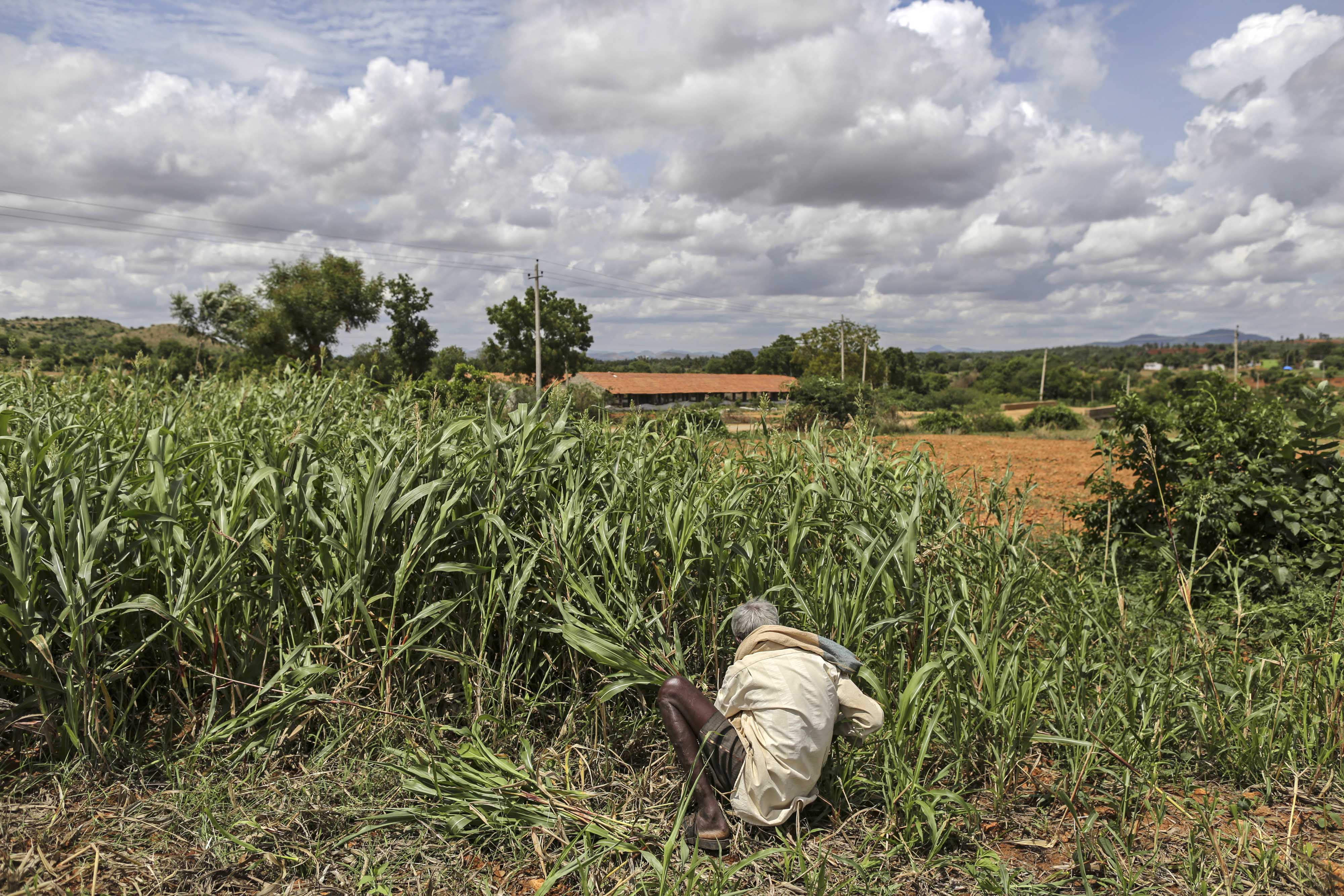 Farm Prices After A Bumper Crop: Managing A Problem Of Plenty