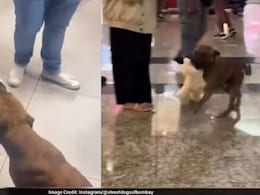 मॉल में घुसा आवारा कुत्ता, लोगों ने चंदा इकट्ठा कर दिलवाया खिलौना... फिर डॉगी का रिएक्शन देखने लायक था