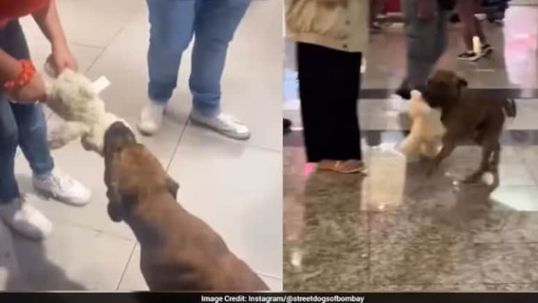 मॉल में घुसा आवारा कुत्ता, लोगों ने चंदा इकट्ठा कर दिलवाया खिलौना... फिर डॉगी का रिएक्शन देखने लायक था