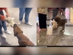 मॉल में घुसा आवारा कुत्ता, लोगों ने चंदा इकट्ठा कर दिलवाया खिलौना... फिर डॉगी का रिएक्शन देखने लायक था