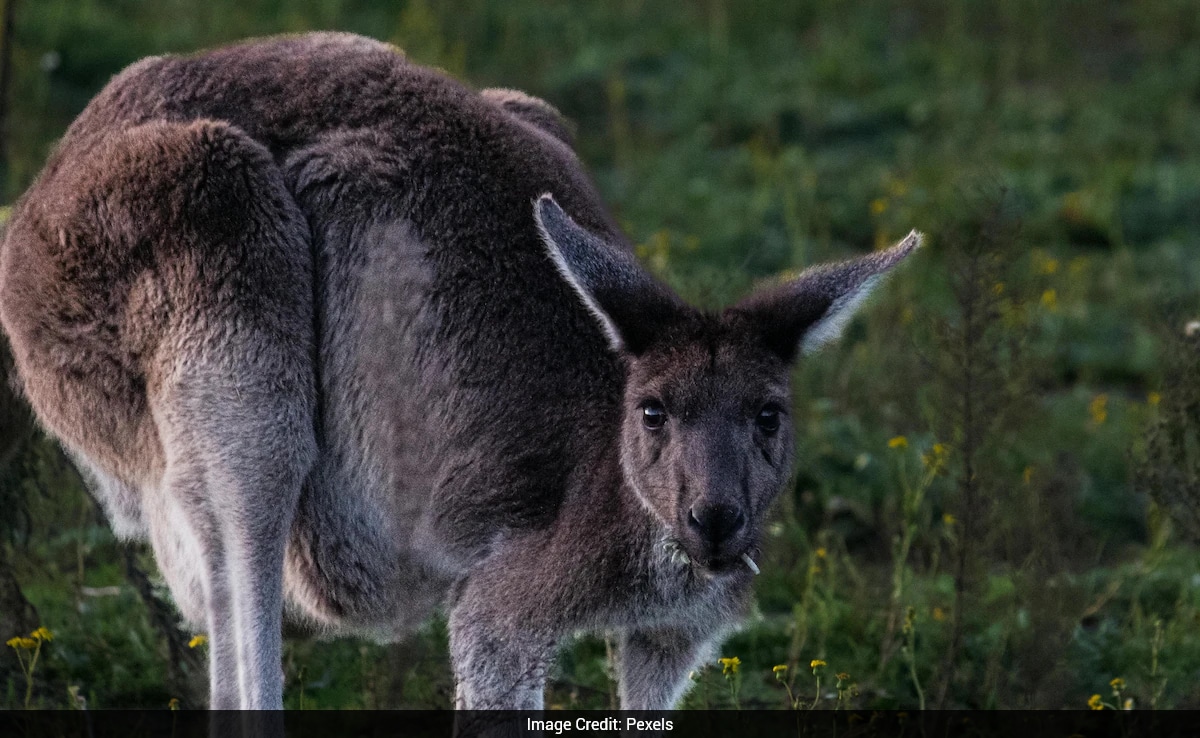 ffjp8ppg_kangaroo_625x300_24_J