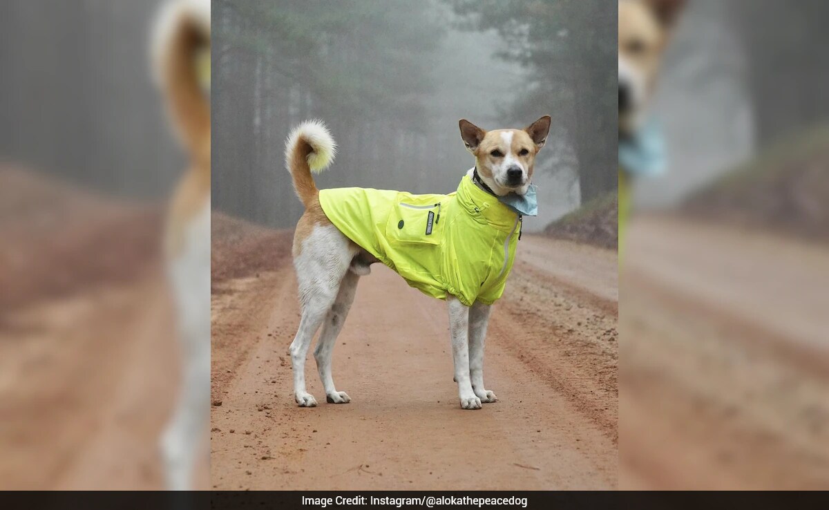 Meet Aloka, An Indian Street Dog Marching Alongside Buddhist Monks For 'Walk Of Peace'