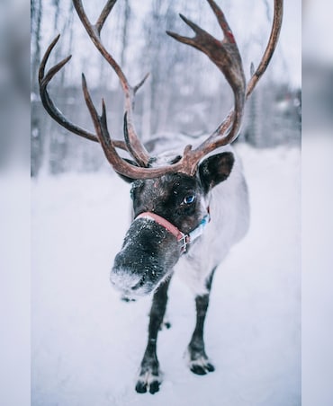 This Animal Runs Faster Than A Train