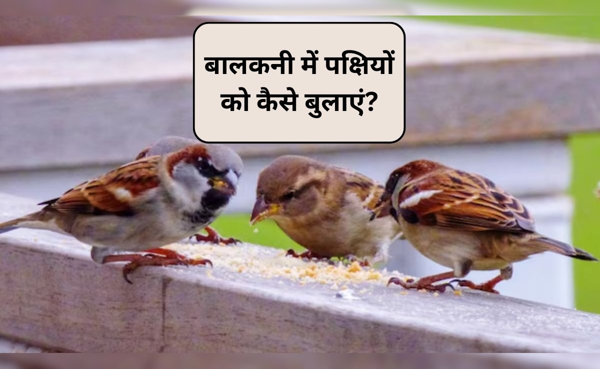 गौरैया और अन्य छोटे पक्षियों को अपनी बालकनी में कैसे बुलाएं? चिड़ियों को अपने घर पर बुलाने का आसान तरीका
