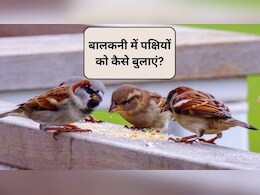 गौरैया और अन्य छोटे पक्षियों को अपनी बालकनी में कैसे बुलाएं? चिड़ियों को अपने घर पर बुलाने का आसान तरीका