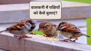 गौरैया और अन्य छोटे पक्षियों को अपनी बालकनी में कैसे बुलाएं? चिड़ियों को अपने घर पर बुलाने का आसान तरीका