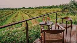 Which Indian City Is Called The City Of Grapes? Complete Guide To Where To Stay & What To Do