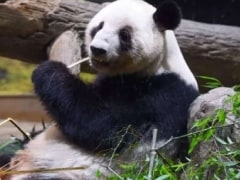 चीन के प्यार और गुस्से का नाम है 'पांडा', समझिए ड्रैगन PD पालिटिक्स क्या है