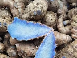 Is Drinking Kali Haldi Or Black Turmeric Tea Beneficial For Joint Pain?