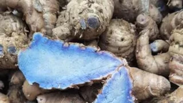 Black turmeric shows promising results, but these are all preliminary findings