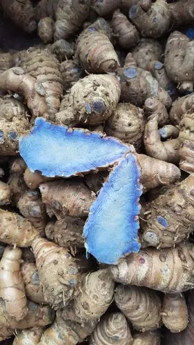 Black turmeric shows promising results, but these are all preliminary findings