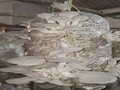 Organic Mushroom Farming: जैविक मशरूम के उत्पादन से आत्मनिर्भर बनी दंतेवाड़ा की शकुंतला, ऐसी है कहानी