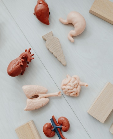 Foods Good For Gut Health