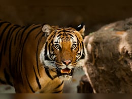 &nbsp;"घरों से बाहर न निकलें लोग..." बाघिन की दहाड़ से किसानों का कांपा कलेजा, वन विभाग ने जारी किया अलर्ट