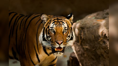 &nbsp;"घरों से बाहर न निकलें लोग..." बाघिन की दहाड़ से किसानों का कांपा कलेजा, वन विभाग ने जारी किया अलर्ट