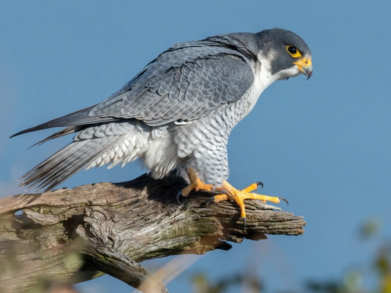 Peregrine Falcon: छत्तीसगढ़ बना पक्षियों का बसेरा Peregrine Falcon: छत्तीसगढ़ बना पक्षियों का बसेरा