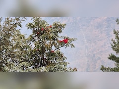 समय से पहले जनवरी में ही खिल उठा बुरांश, क्या ये तापमान बढ़ने का साइड इफेक्ट है?