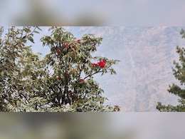 समय से पहले जनवरी में ही खिल उठा बुरांश, क्या ये तापमान बढ़ने का साइड इफेक्ट है?