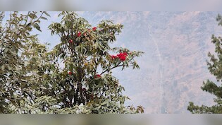 समय से पहले 'लाल' हुआ हिमालय, जनवरी में ही खिल उठा बुरांश, क्या ये खतरे की घंटी है?