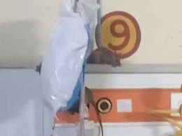 ओए तेरी! यूपी के गोंडा मेडिकल कॉलेज अस्पताल के ICU में घूम रहे चूहे, देख लीजिए वीडियो