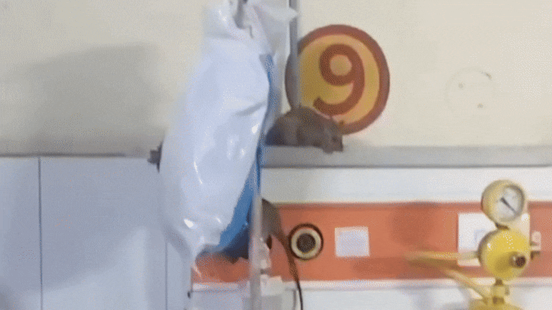 ओए तेरी! यूपी के गोंडा मेडिकल कॉलेज अस्पताल के ICU में घूम रहे चूहे, देख लीजिए वीडियो