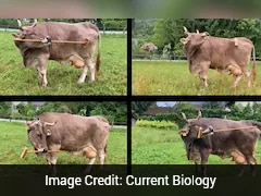 अब गाय भी औज़ार चलाने लगी! वैज्ञानिक बोले- ये इतिहास का पहला मामला है