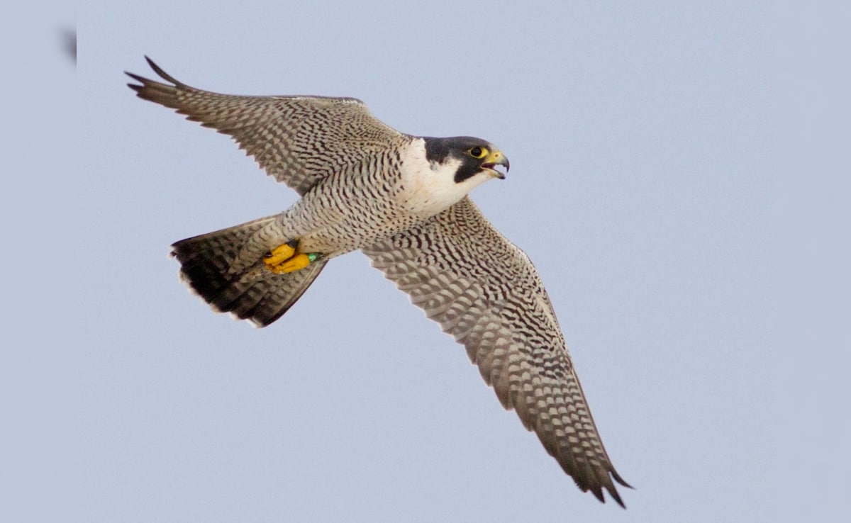 छत्तीसगढ़ में दिखा आसमान का चीता; दुनिया का सबसे तेज उड़ने वाला पक्षी  पेरेग्रीन फाल्कन पहुंचा उदंती-सीतानदी | Peregrine Falcon fastest bird in  the world spotted in ...